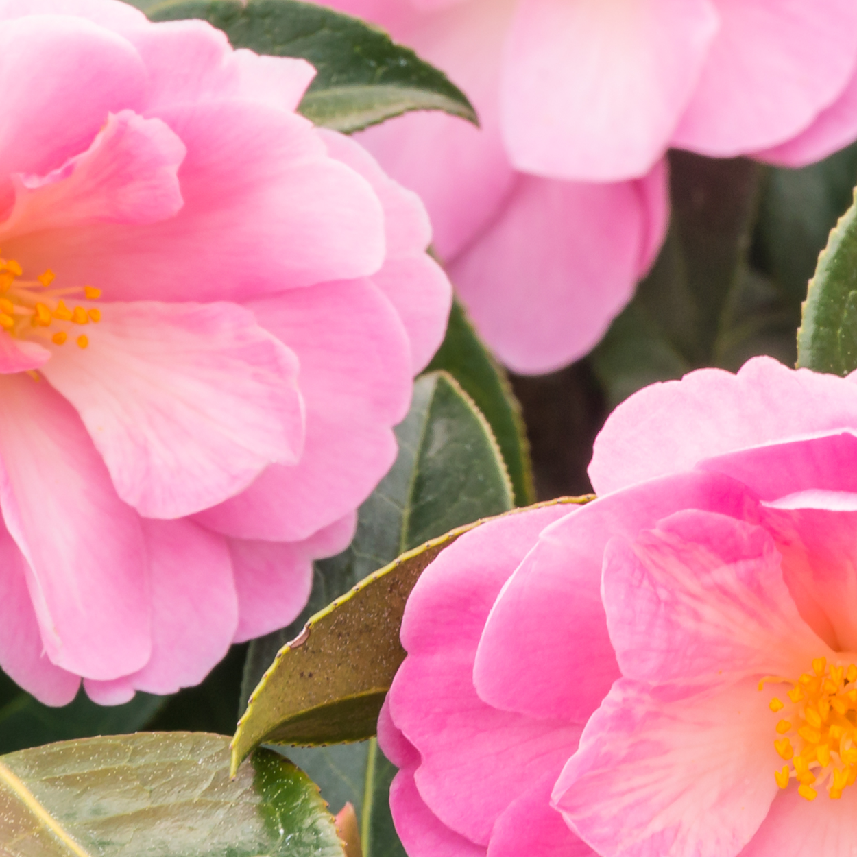 Camellia flowers