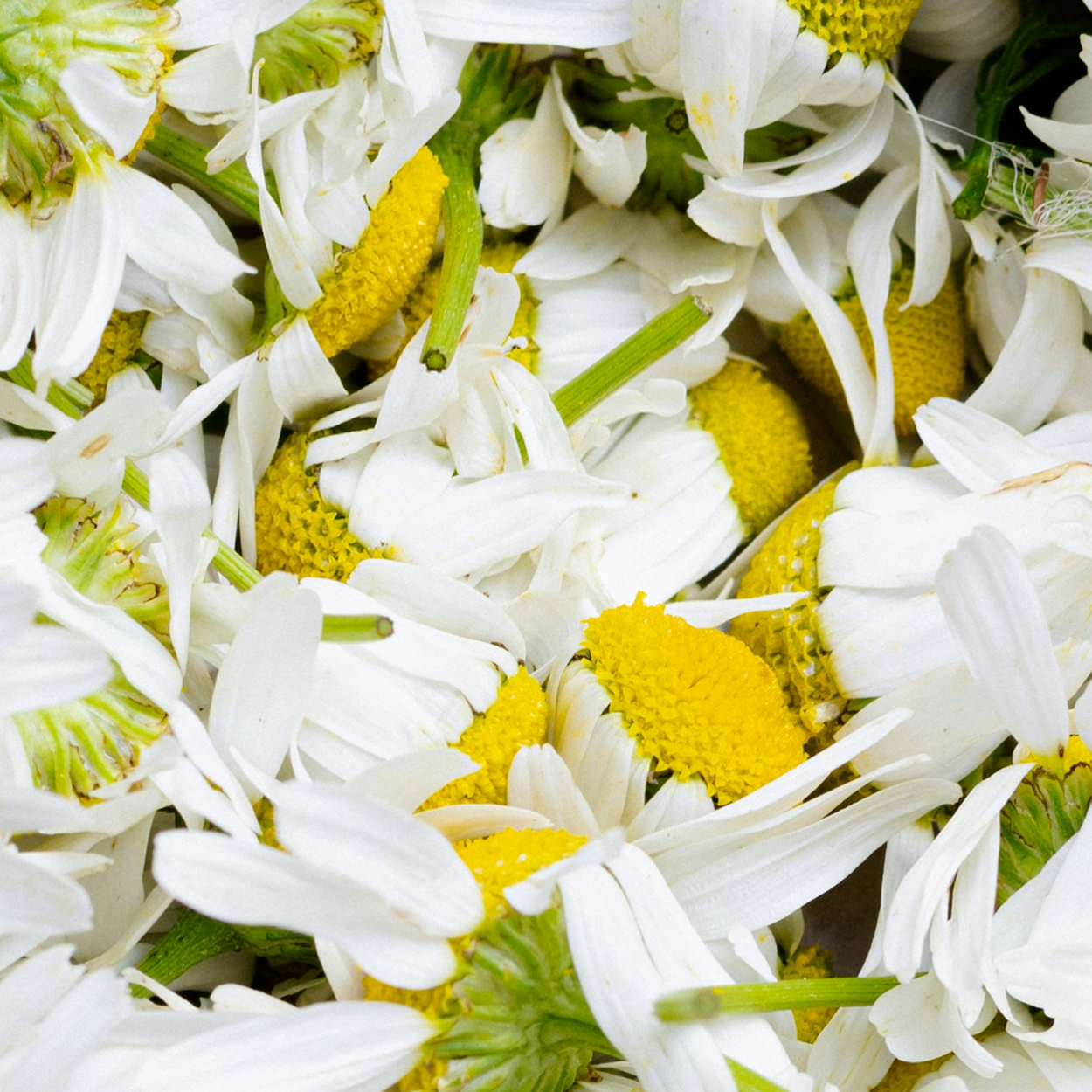 Chamomile flowers