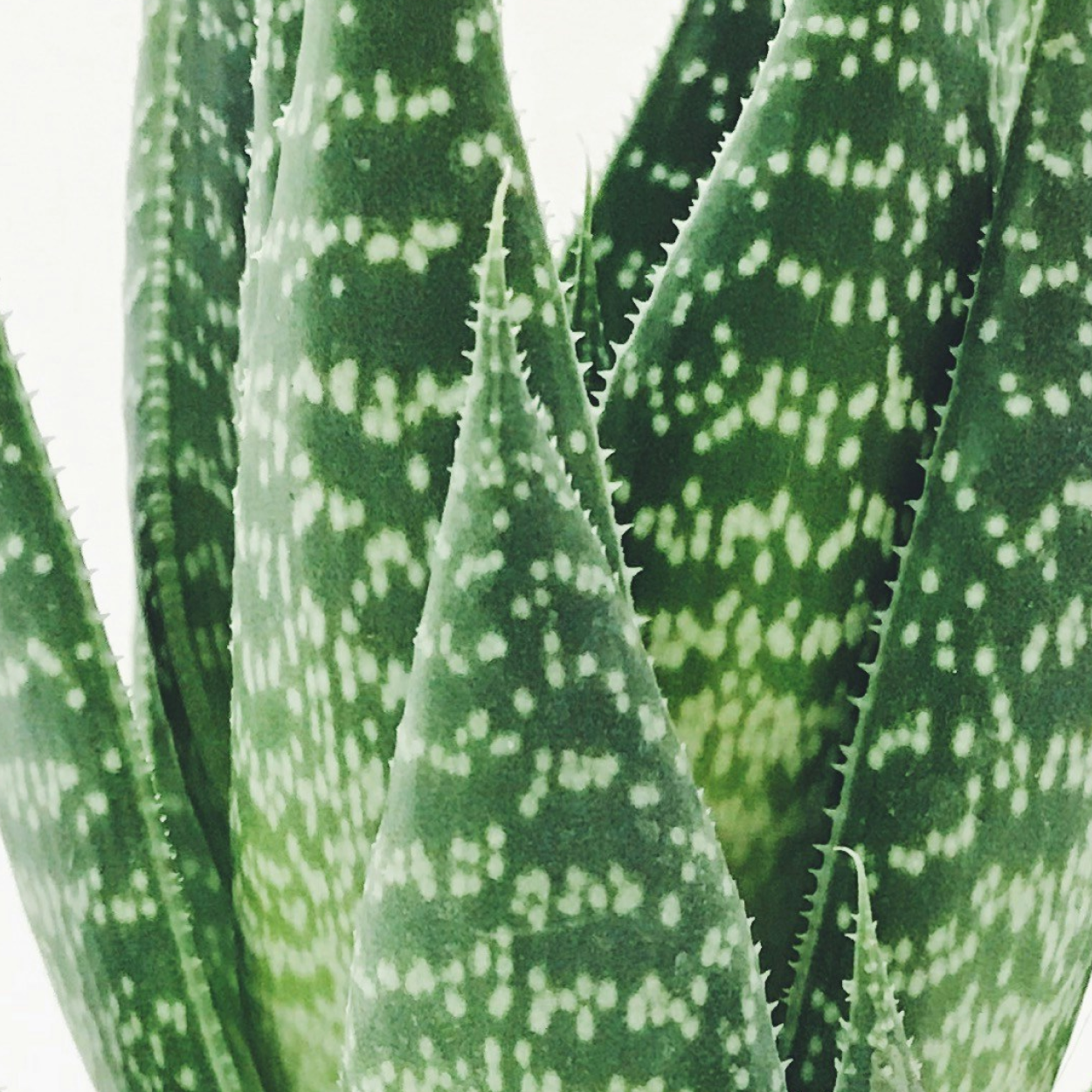 Aloe vera