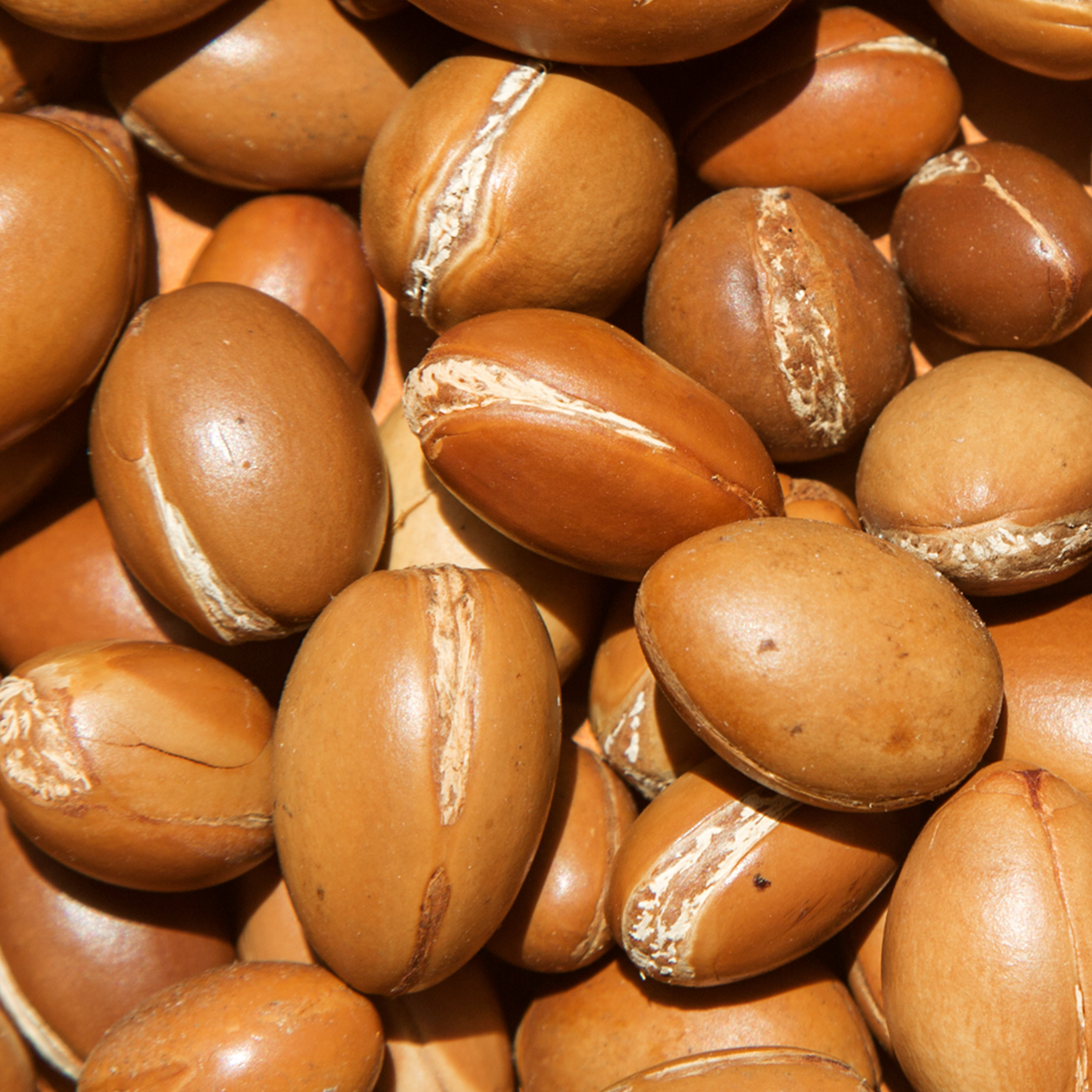 Argan seeds