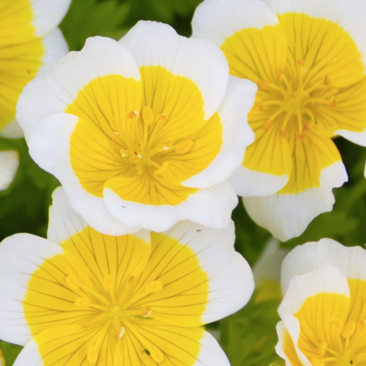 Meadhowfoam flowers