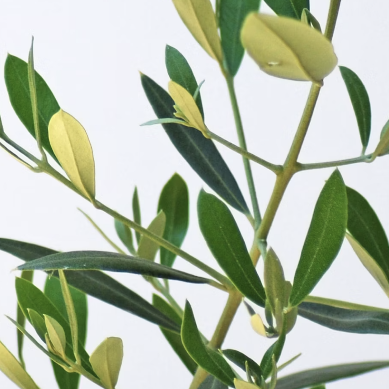 Olive Leaf