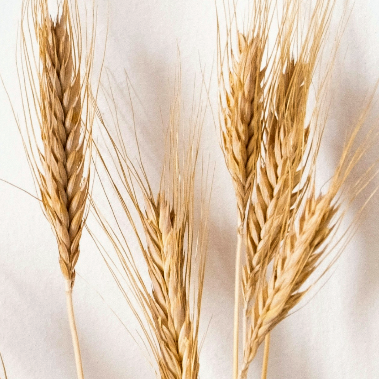 Wheat
